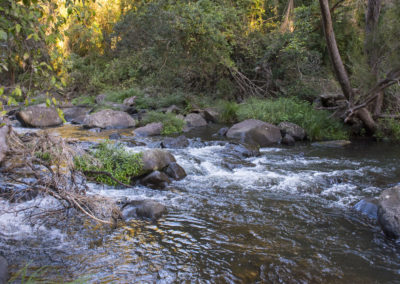 clear clean water in reynolds creek
